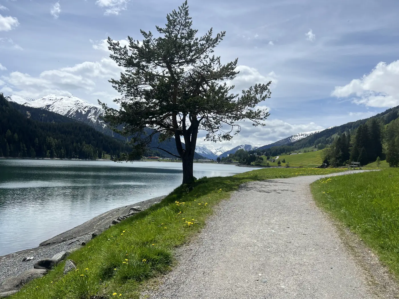Uferweg am Davosersee mit Baum und schneebedeckten Bergen