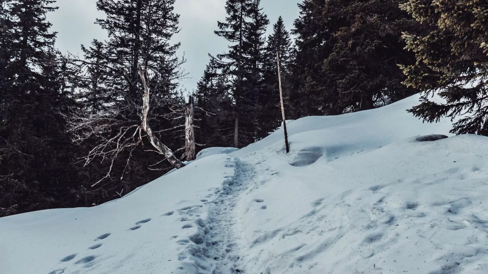 Schneeschuhspur führt durch verschneiten Bergwald