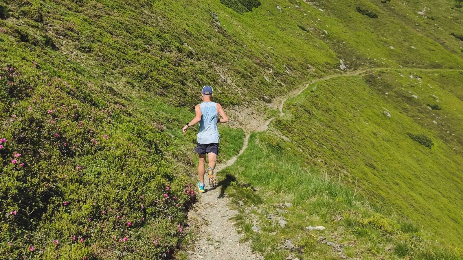 Trailrunner auf schmalem Höhenpfad zwischen Alpenrosen (Symbolbild)